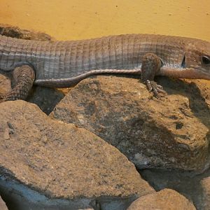 Sudan plated lizard