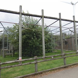 Black-and-white ruffed lemur enclosure