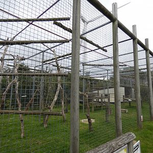 King colobus enclosure