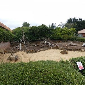 Crested porcupine enclosure