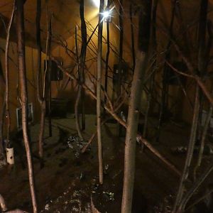 African brush-tailed porcupine enclosure