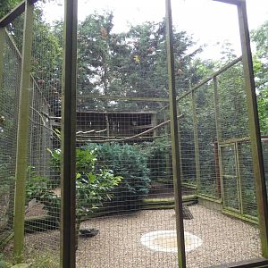 Egyptian vulture aviary