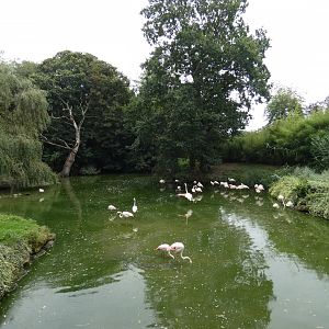 Greater flamingo enclosure