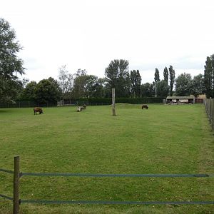 Congo buffalo enclosure