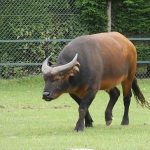 Congo buffalo