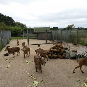 Barbary sheep hard-standing enclosure