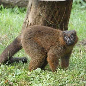 Red-bellied lemur