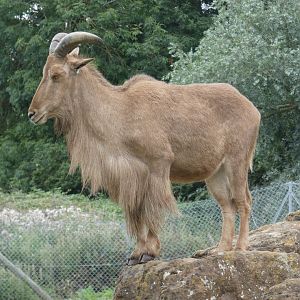 Barbary sheep