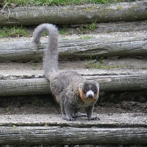 Mongoose lemur