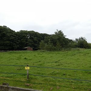 Ankole cattle paddock