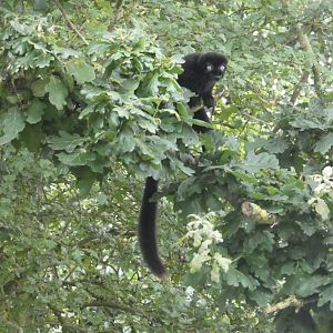 Blue-eyed black lemur male