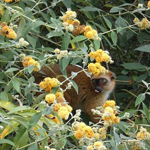 Blue-eyed black lemur female