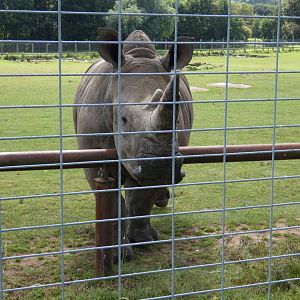 Southern white rhino