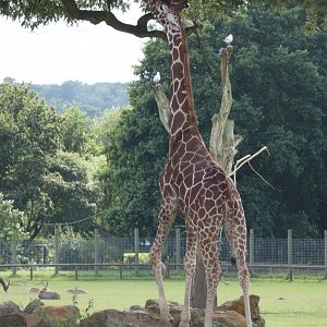 Reticulated giraffe