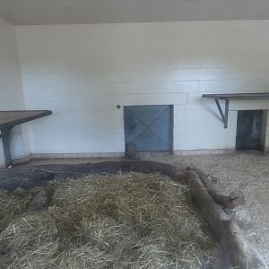 Lion indoor enclosure
