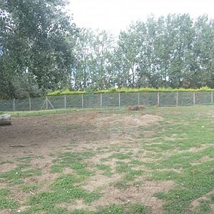 Red river hog and Sitatunga enclosure 'Hog Snorts'