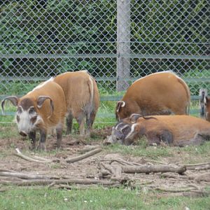 Red river hogs