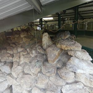 Rock hyrax and Superb starling enclosure