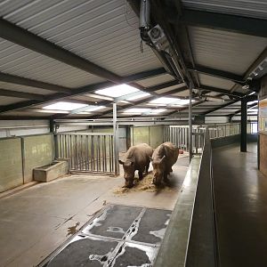 Rhinos in the rhino house