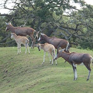 Blesbok herd