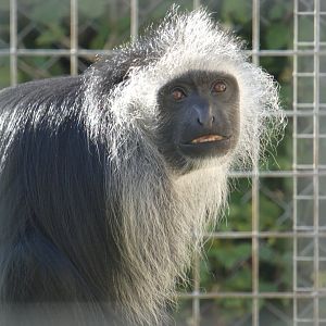 King colobus