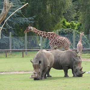 White rhino and Reticulated giraffe