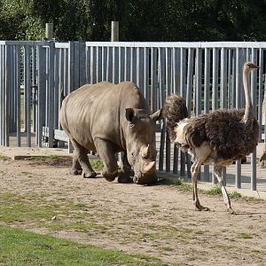 White rhino and Ostrich