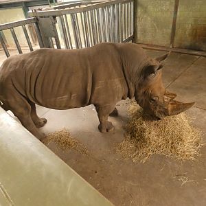 White rhino bull in the rhino house