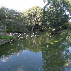 Greater flamingo enclosure