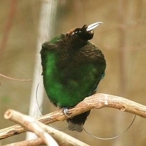 Golden-winged Magnificent Bird-of-paradise (Cicinnurus magnificus chrysopterus), male, Aug 2021