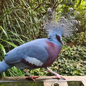 Victoria's crowned pigeon