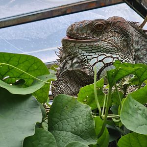 Green iguana