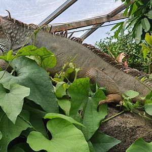 Green iguana