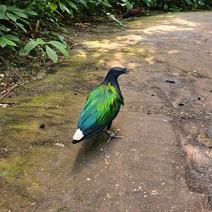 Nicobar pigeon