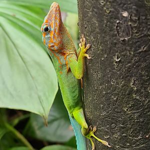 Guadalupian anole