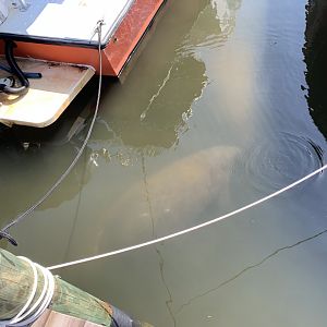 Florida Manatees (Trichechus manatus latirostris)
