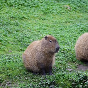 'The Rodents and the Robin'
