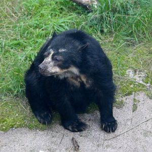 Alice, spectacled bear (Tremarctos ornatus) at Belfast Zoo - 04/09/2021