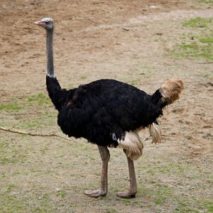 Male common ostrich (Struthio camelus) at Belfast Zoo - 04/09/2021