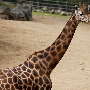 Rothschild's giraffe (Giraffa camelopardalis rothschildi) at Belfast Zoo - 04/09/2021