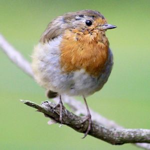 European robin (Erithacus rubecula) at Belfast Zoo - 04/09/2021