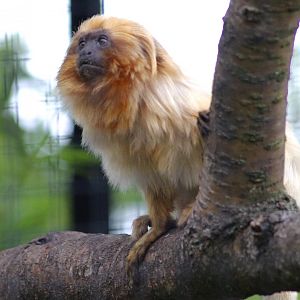 Golden lion tamarin (Leontopithecus rosalia) at Belfast Zoo - 04/09/2021