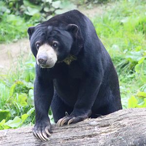 Indera, sun bear (Helarctos malayanus) at Belfast Zoo - 04/09/2021