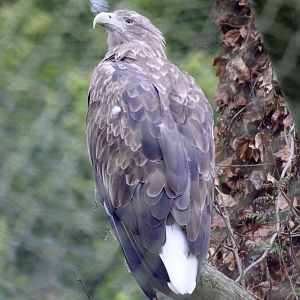 White-tailed sea eagle (Haliaeetus albicilla) at Belfast Zoo - 04/09/2021