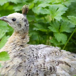 Indian peafowl chick (Pavo cristatus) at Belfast Zoo - 04/09/2021