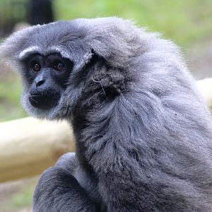 Silvery gibbon (Hylobates moloch) at Belfast Zoo - 04/09/2021