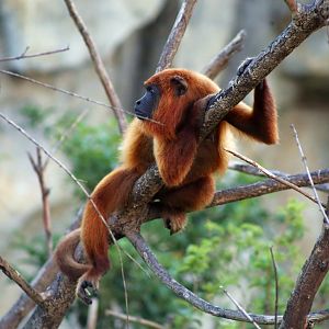 Guyanan Red Howler (Alouatta macconnelli)