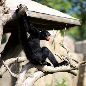 Red-faced Spider Monkey