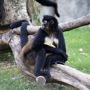 Geoffroy's Spider Monkey