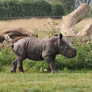 Nandi, white rhinoceros calf